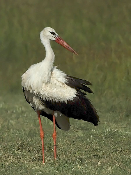 Kattohaikara, White Stork, Ciconia ciconia